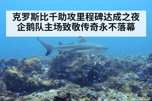 克罗斯比千助攻里程碑达成之夜 企鹅队主场致敬传奇永不落幕